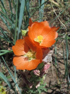 Sphaeralcea spp.